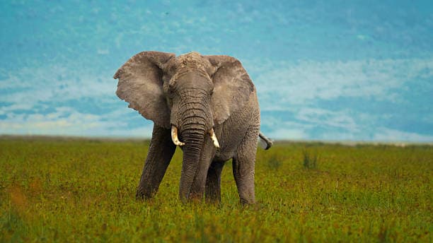 10 Days Ultimate Safari + Zanzibar Beach