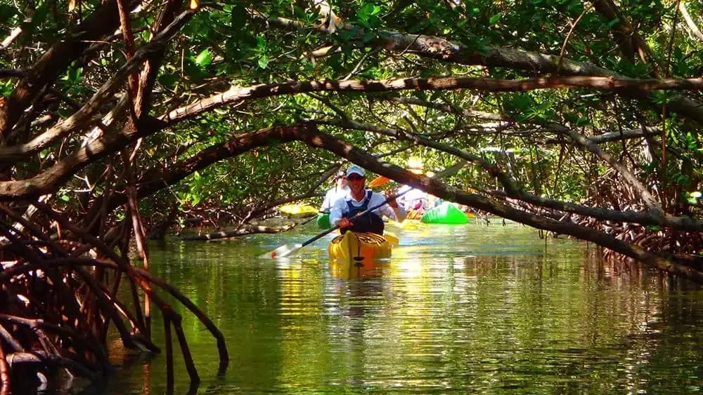 Mangrove Kayak Tour