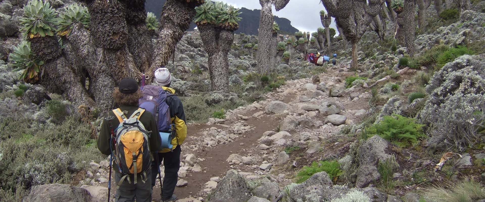 Climbing Kilimanjaro, starting at a high altitude on the 6-day Lemosho-Shira Route