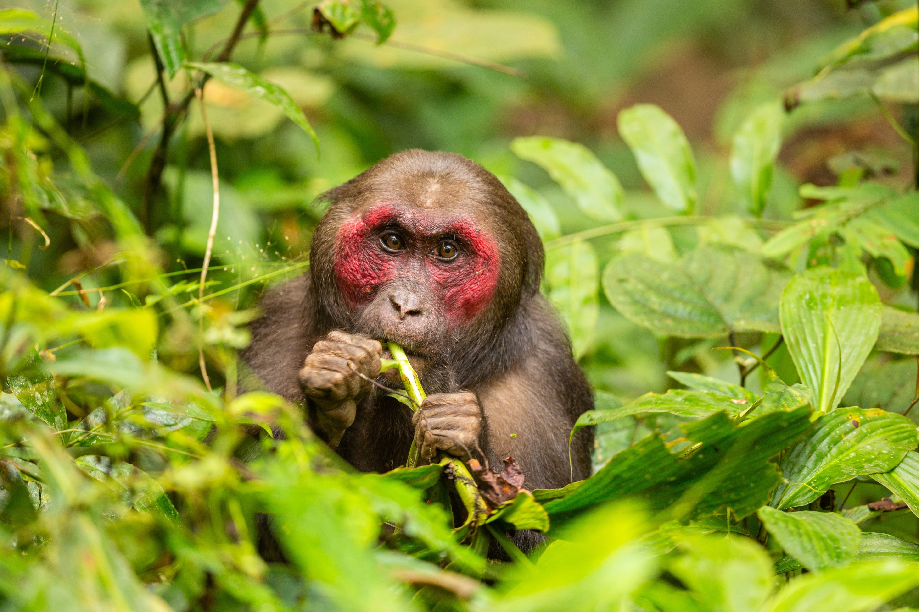 Cinematic Serengeti sunset with silhouetted acacia tree