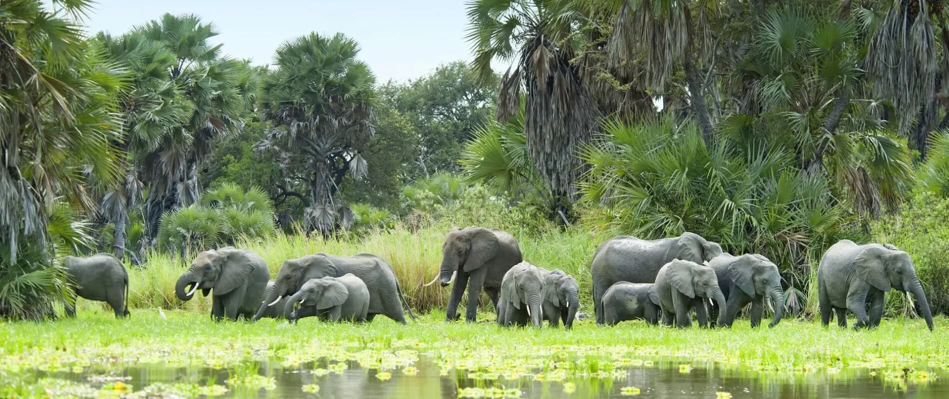 8 Days Fly Safari Ruaha And Nyerere National Park