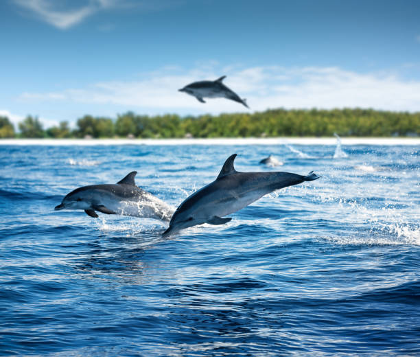 Zanzibar Dolphins