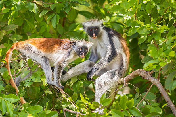 Red Colobus monkeys