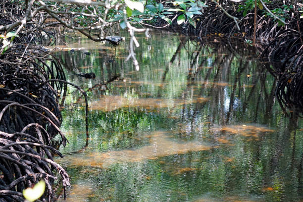 Mangrove Kayak Tour gallery 2