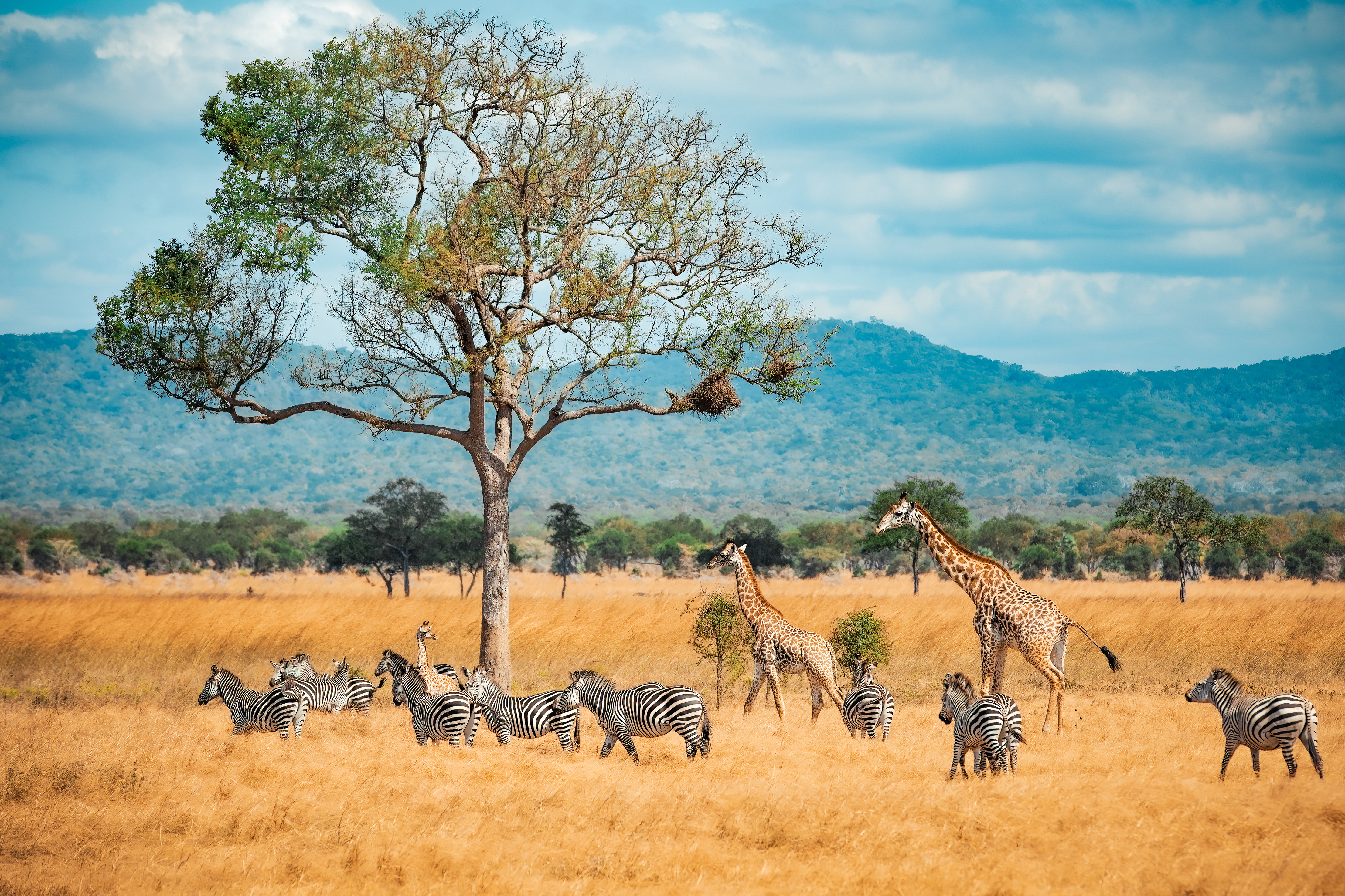 Ruaha